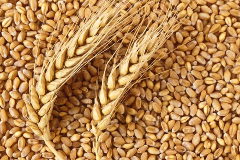 Совмин Беларуси определил объемы поставок сельхозпродукции для госнужд